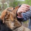 Dog Bite Laws and Owner Liability Laws in Utah