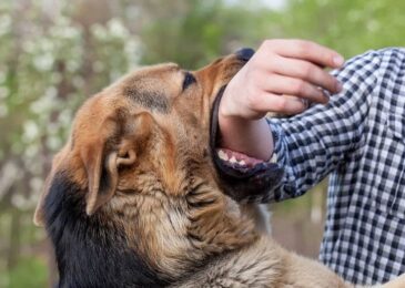 Dog Bite Laws and Owner Liability Laws in Utah